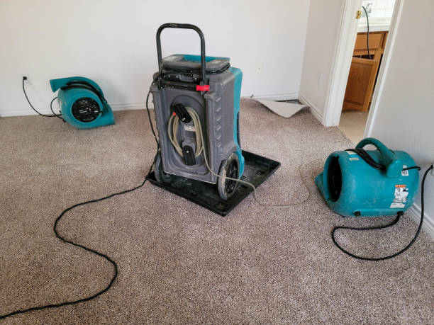 Best Mold removal after water damage  in Hamilton, TX